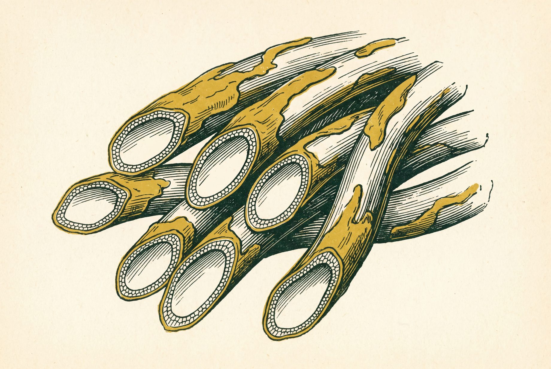 Close-up of kapok fibre strands cut across, each one a thin tube with a waxy outer coat surrounding a hollow core that fills most of the fibre's width.